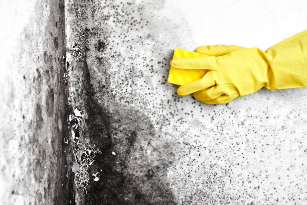 Certified Mold Removal in Bayonet Point, FL